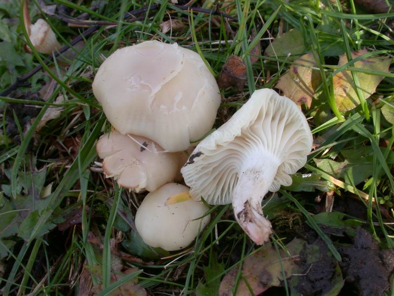 Funghi d'' oltre Manica